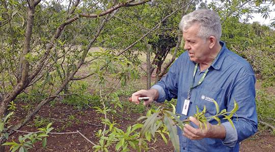 Produção hortícola é alternativa viável em pequenas áreas