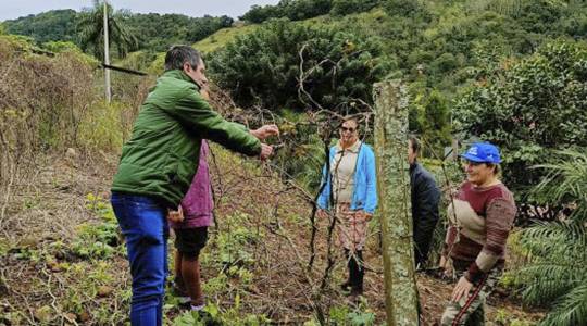 Cultivo de frutíferas em vasos é alternativa para produção de frutas em espaços reduzidos